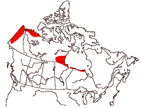 Map of Whimbrel in Canada