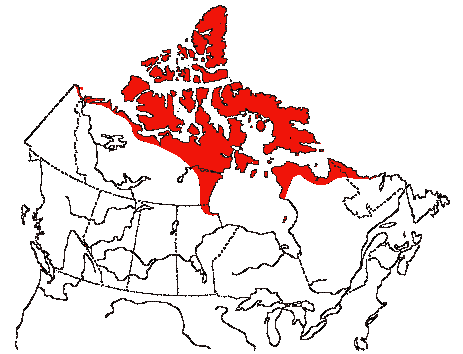 Map of Snowy Owl in Canada