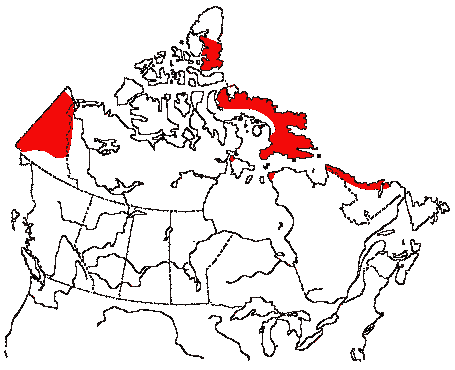 Map of Northern Wheatear in Canada