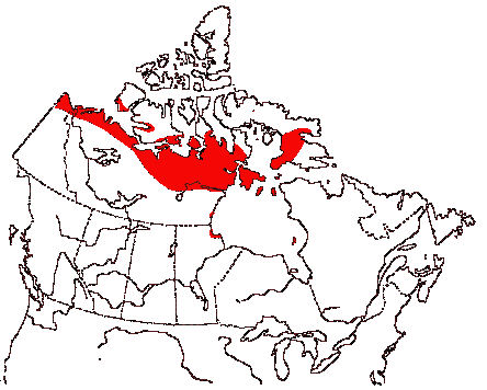Map of Tundra Swan in Canada