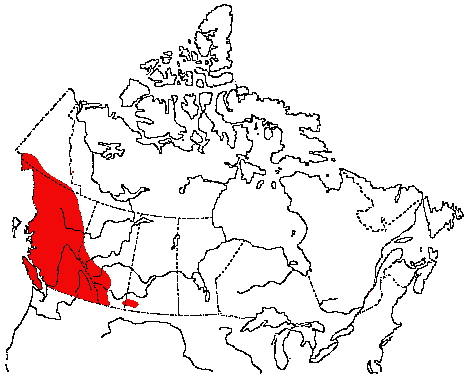 Map of MacGillivray's Warbler in Canada