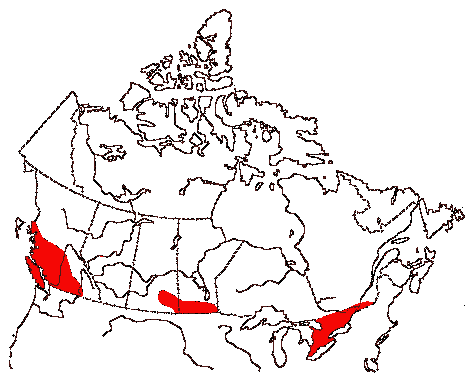 Map of Eastern Screech-Owl in Canada