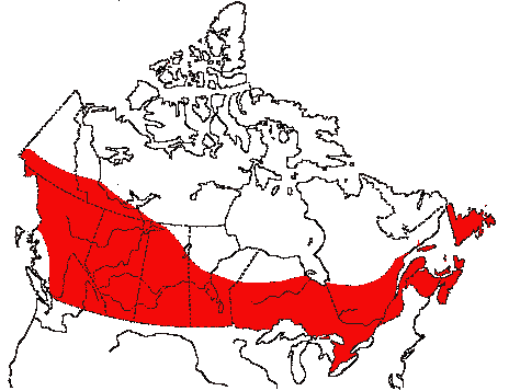 Map of Black-capped Chickadee in Canada