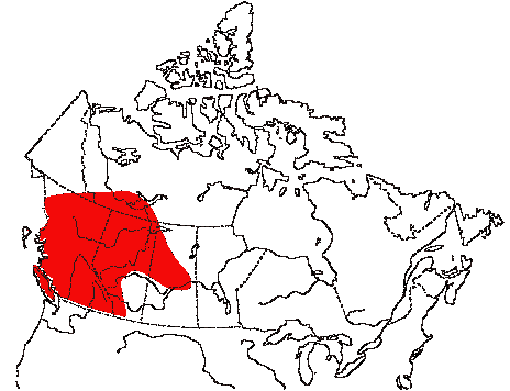 Map of Western Tanager in Canada