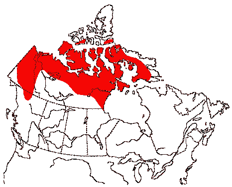 Map of Lesser Golden-Plover in Canada