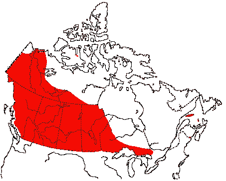Map of Horned Grebe in Canada