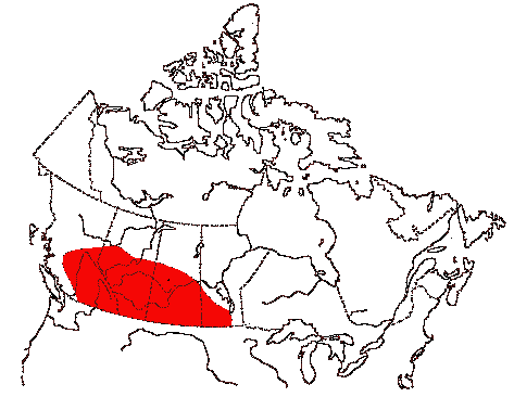 Map of Eared Grebe in Canada
