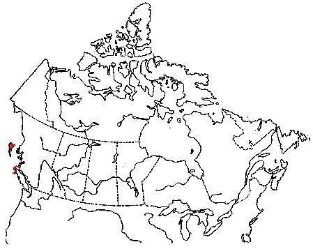 Map of Cassin's Auklet in Canada