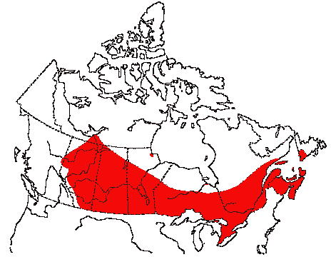 Map of Common Grackle in Canada