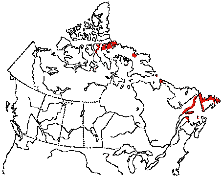 Map of Black-legged Kittiwake in Canada