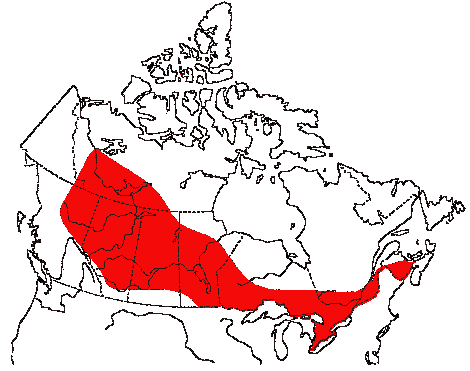 Map of Eastern Phoebe in Canada