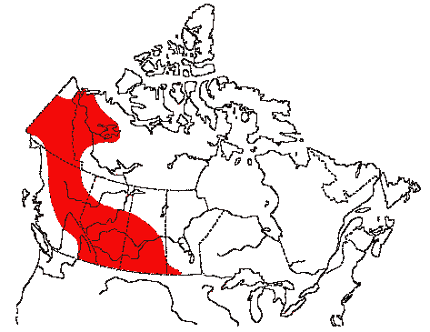 Map of Say's Phoebe in Canada