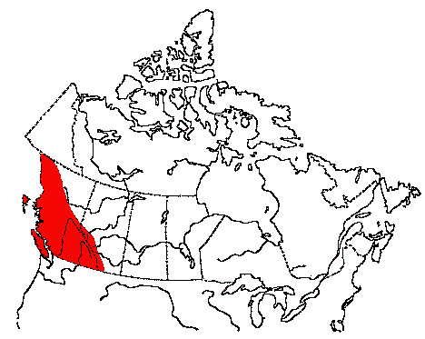 Map of Rufous Hummingbird in Canada