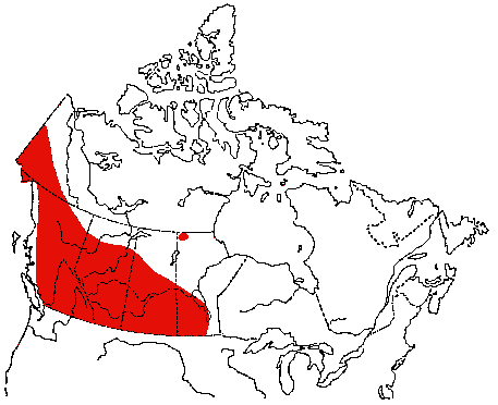 Map of Mountain Bluebird in Canada