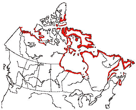 Map of Common Eider in Canada
