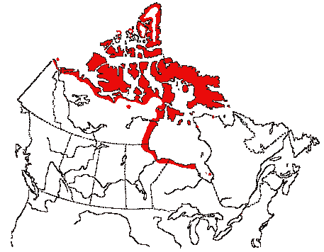 Map of King Eider in Canada