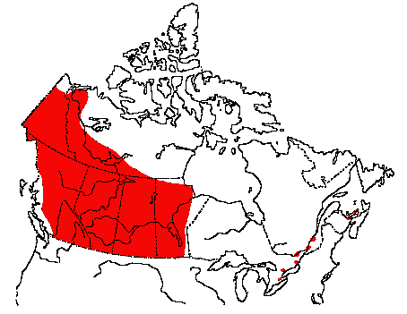 Map of Northern Shoveler in Canada