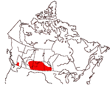 Map of Burrowing Owl in Canada