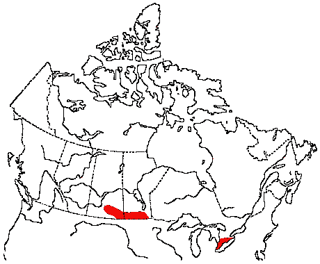 Map of Dickcissel in Canada