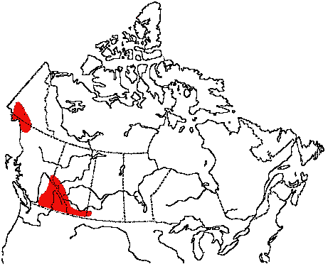 Map of Brewer's Sparrow in Canada