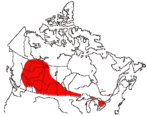 Map of Clay-colored Sparrow in Canada