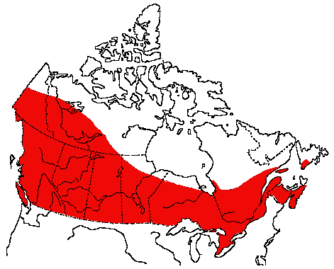 Map of Chipping Sparrow in Canada