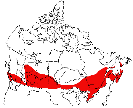 Map of American Goldfinch in Canada