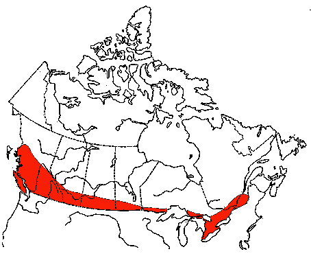 Map of Northern Rough-winged Swallow in Canada