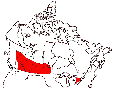 Map of Wilson's Phalarope in Canada
