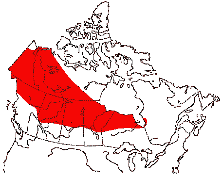 Map of Lesser Yellowlegs in Canada