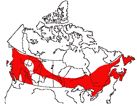 Map of Winter Wren in Canada