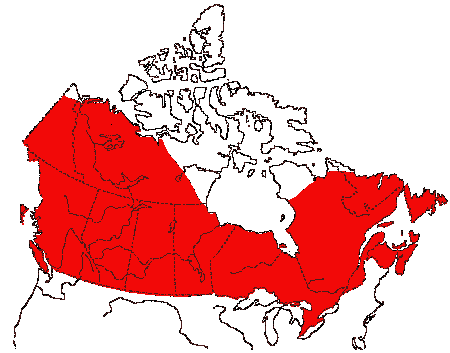 Map of American Robin in Canada
