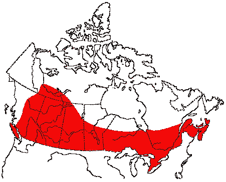 Map of Eastern Kingbird in Canada