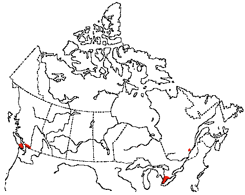 Map of Barn Owl in Canada