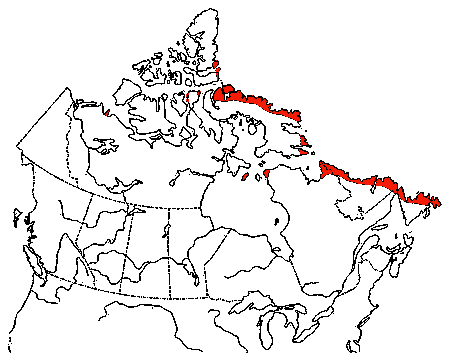 Map of Thick-billed Murre in Canada