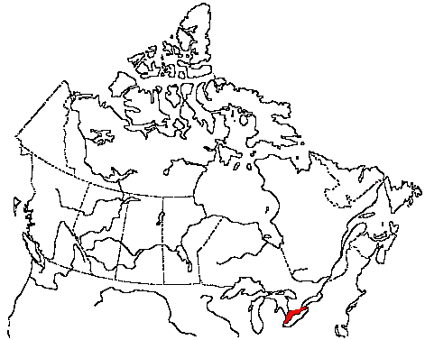 Map of Blue-winged Warbler in Canada