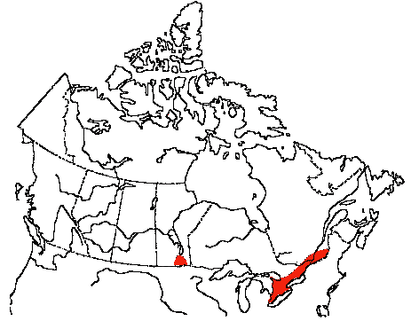 Map of Yellow-throated Vireo in Canada