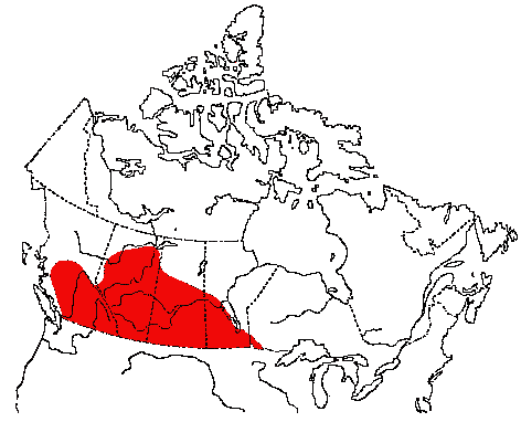 Map of Yellow-headed Blackbird in Canada