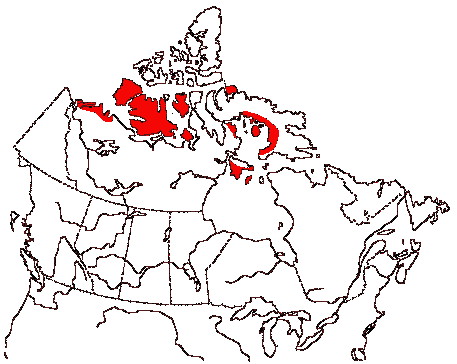 Map of Sabine's Gull in Canada