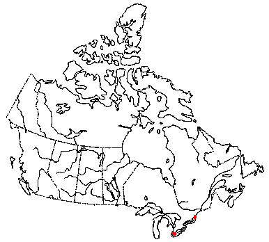 Map of <i>Gerronema subclavatum</i> in Canada