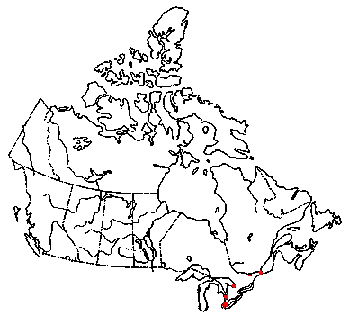 Map of <i>Lentinus tigrinus</i> in Canada