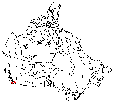 Map of White Marasmius in Canada