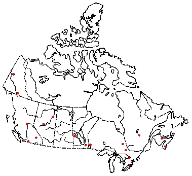 Map of <i>Neolecta vitellina</i> in Canada