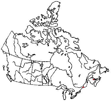 Map of <i>Resinomycena acadiensis</i> in Canada