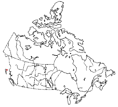 Map of <i>Stereopsis humphreyi</i> in Canada