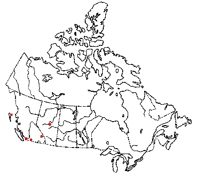 Map of <i>Strobilurus occidentalis</i> in Canada