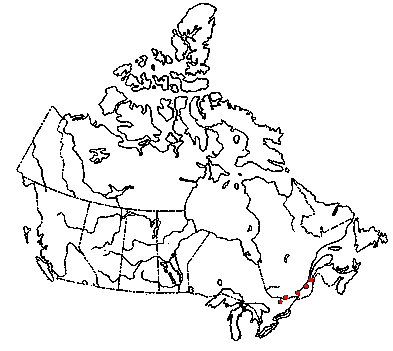 Map of <i>Xerula rubrobrunnescens</i> in Canada