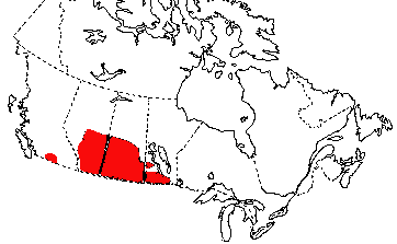 Map of Tiger Salamander in Canada