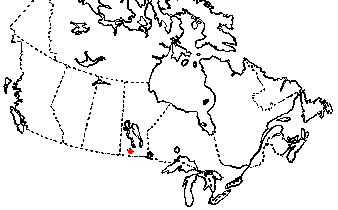Map of Prairie Skink in Canada