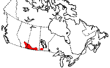 Map of Western Hognose Snake in Canada